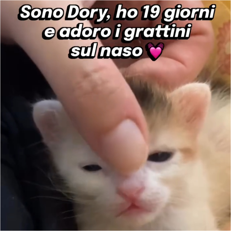 Dory e i grattini <i class="fa fa-heart" style="color: #ff0000;"></i> La vita va avanti - Episodio 5 della Matrioska Soap | Associazione Le Sfigatte