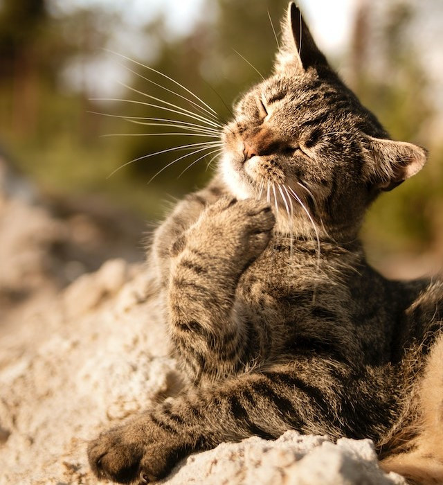conoscere il gatto Le Sfigatte
