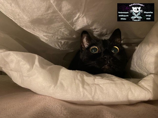 conoscere il gatto Le Sfigatte