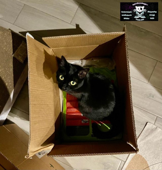 conoscere il gatto Le Sfigatte
