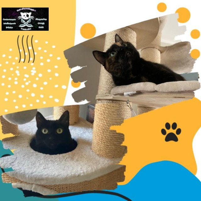 conoscere il gatto Le Sfigatte