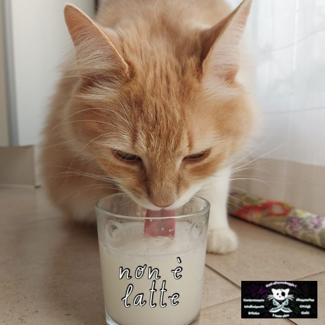 conoscere il gatto Le Sfigatte
