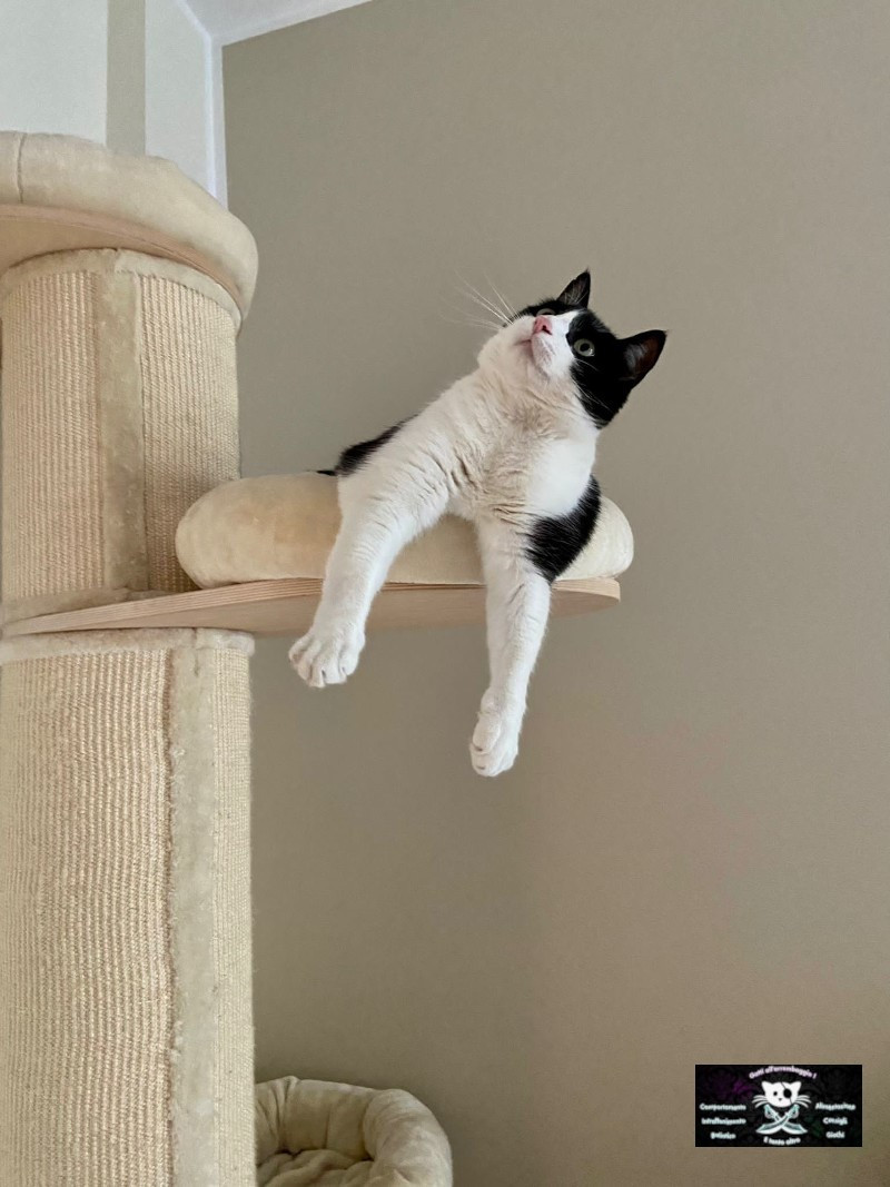 conoscere il gatto Le Sfigatte