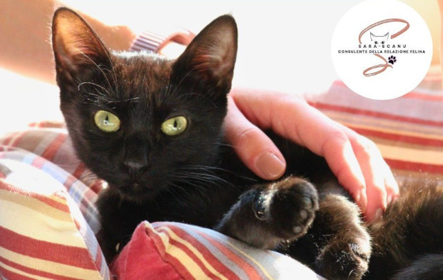 conoscere il gatto Le Sfigatte