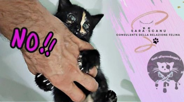 conoscere il gatto Le Sfigatte