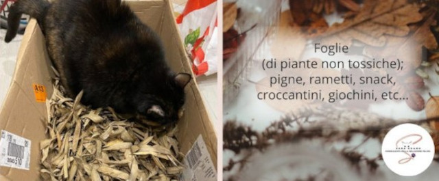 conoscere il gatto Le Sfigatte