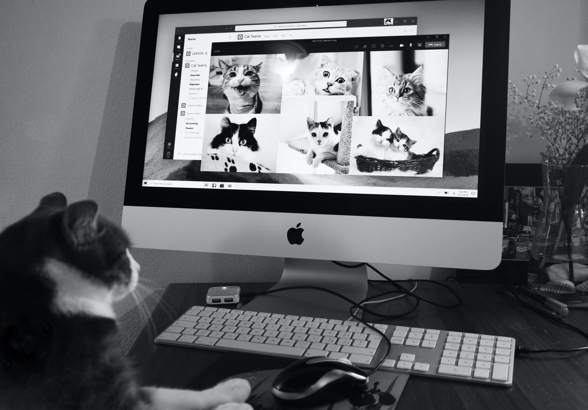 conoscere il gatto Le Sfigatte