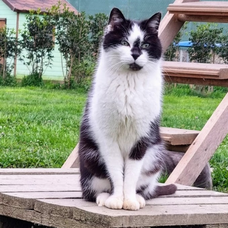 Tremendo, il primo ospite del rifugio dell’Associazione Le Sfigatte, durante l’inaugurazione del 2022