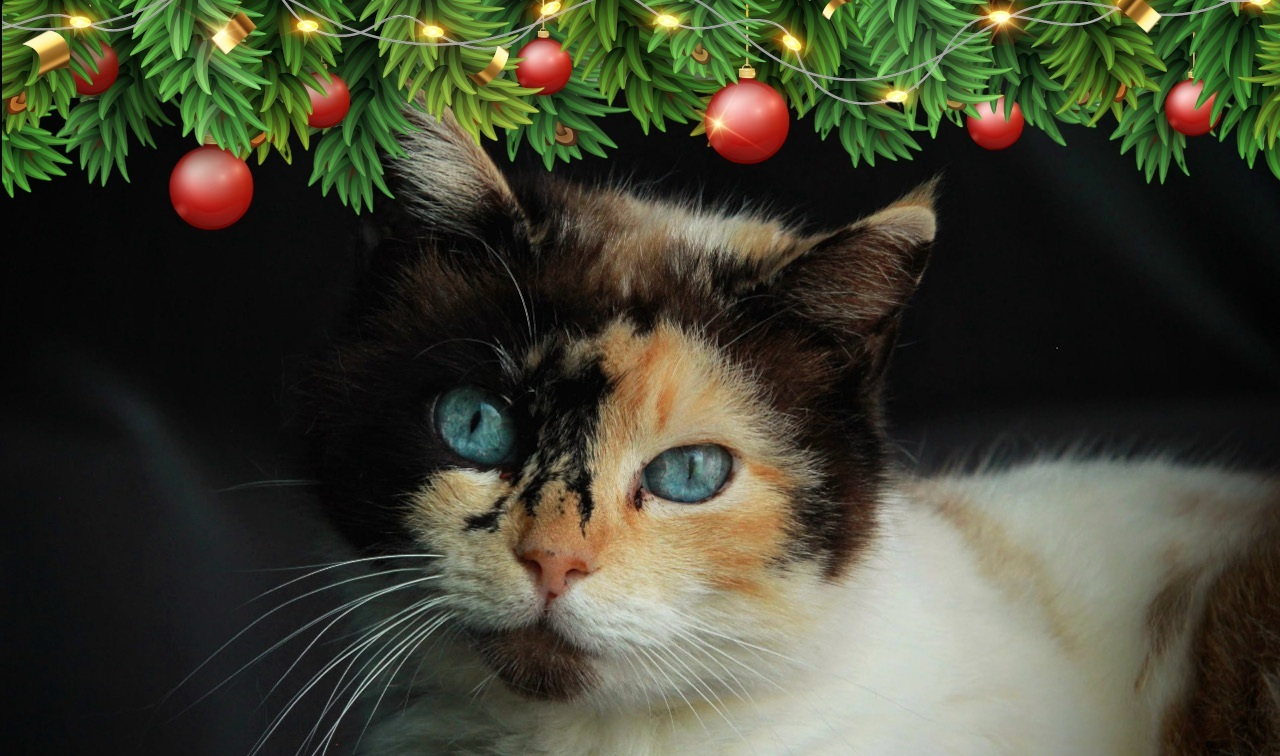 a Natale regala un'adozione a distanza