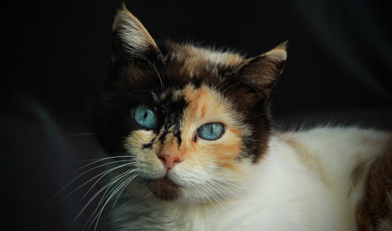 A Natale regala un'adozione a distanza | Associazione Le Sfigatte