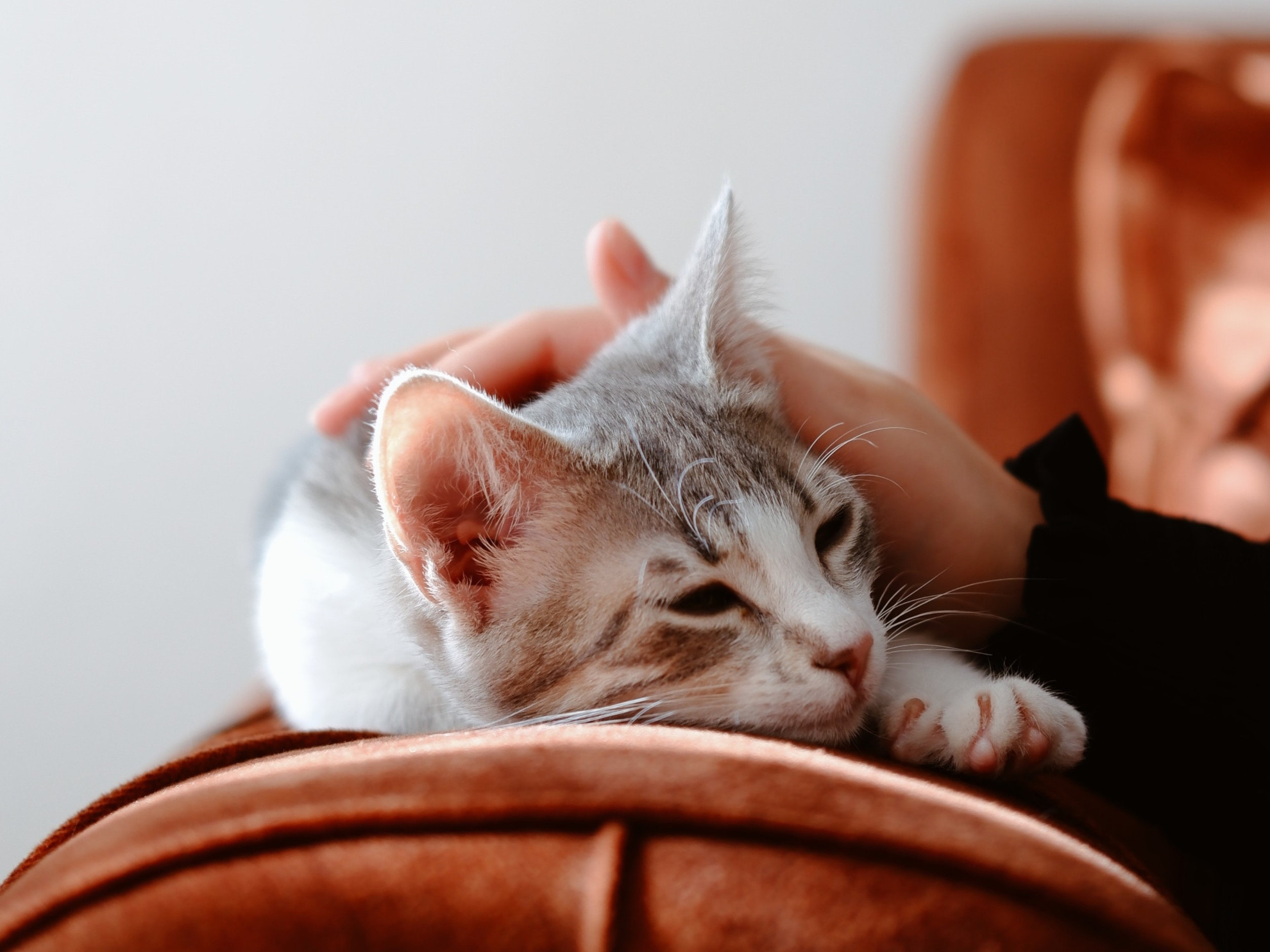 testamento per animali a Le Sfigatte